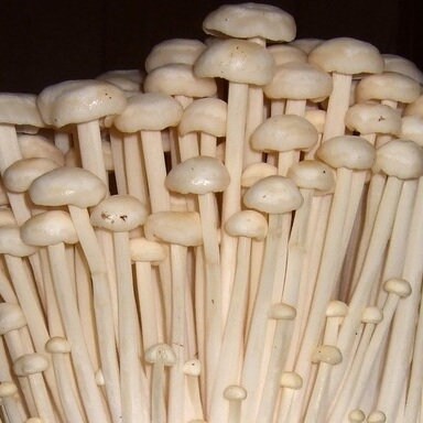 ENOKI Mushroom, liquid culture syringe, Premium Mycelium™