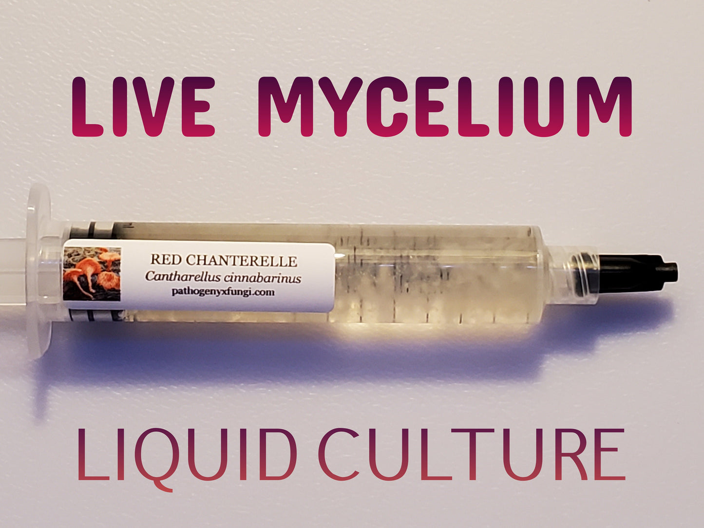 RED CHANTERELLE Mushroom, liquid culture syringe, Premium Mycelium™