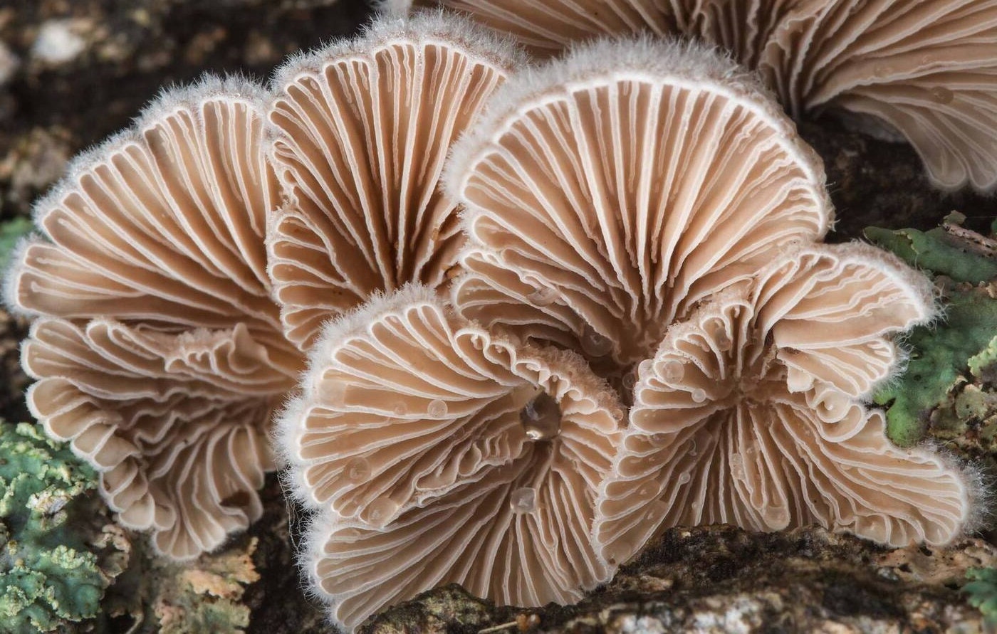 SPLIT GILL Mushroom, liquid culture syringe, Premium Mycelium