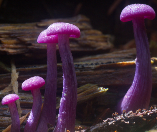 AMETHYST DECEIVER Mushroom, liquid culture syringe, Premium Mycelium™