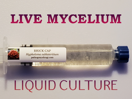 BRICK CAP  Mushroom Premium Liquid Culture Syringe, Premium Mycelium™