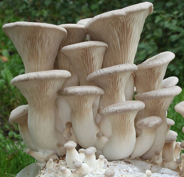 PATHFINDER OYSTER Mushroom, liquid culture syringe, Premium Mycelium™