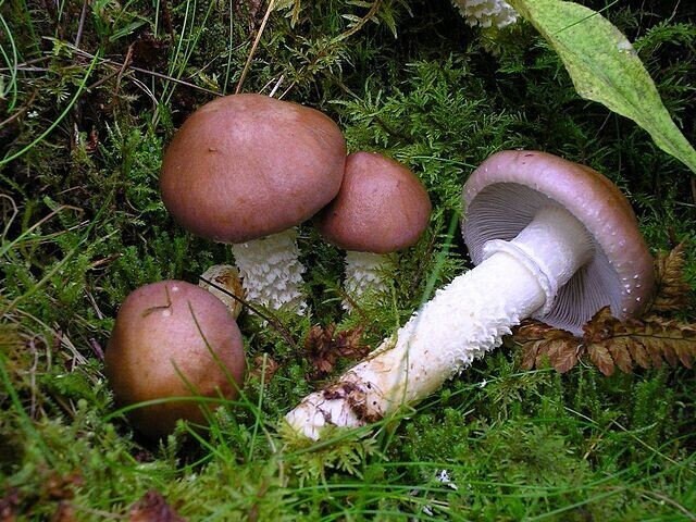 WINE CAP Mushroom, liquid culture syringe, Premium Mycelium™