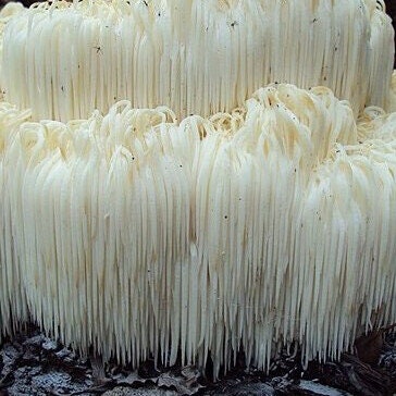 LION'S MANE Mushroom, liquid culture syringe, Premium Mycelium™