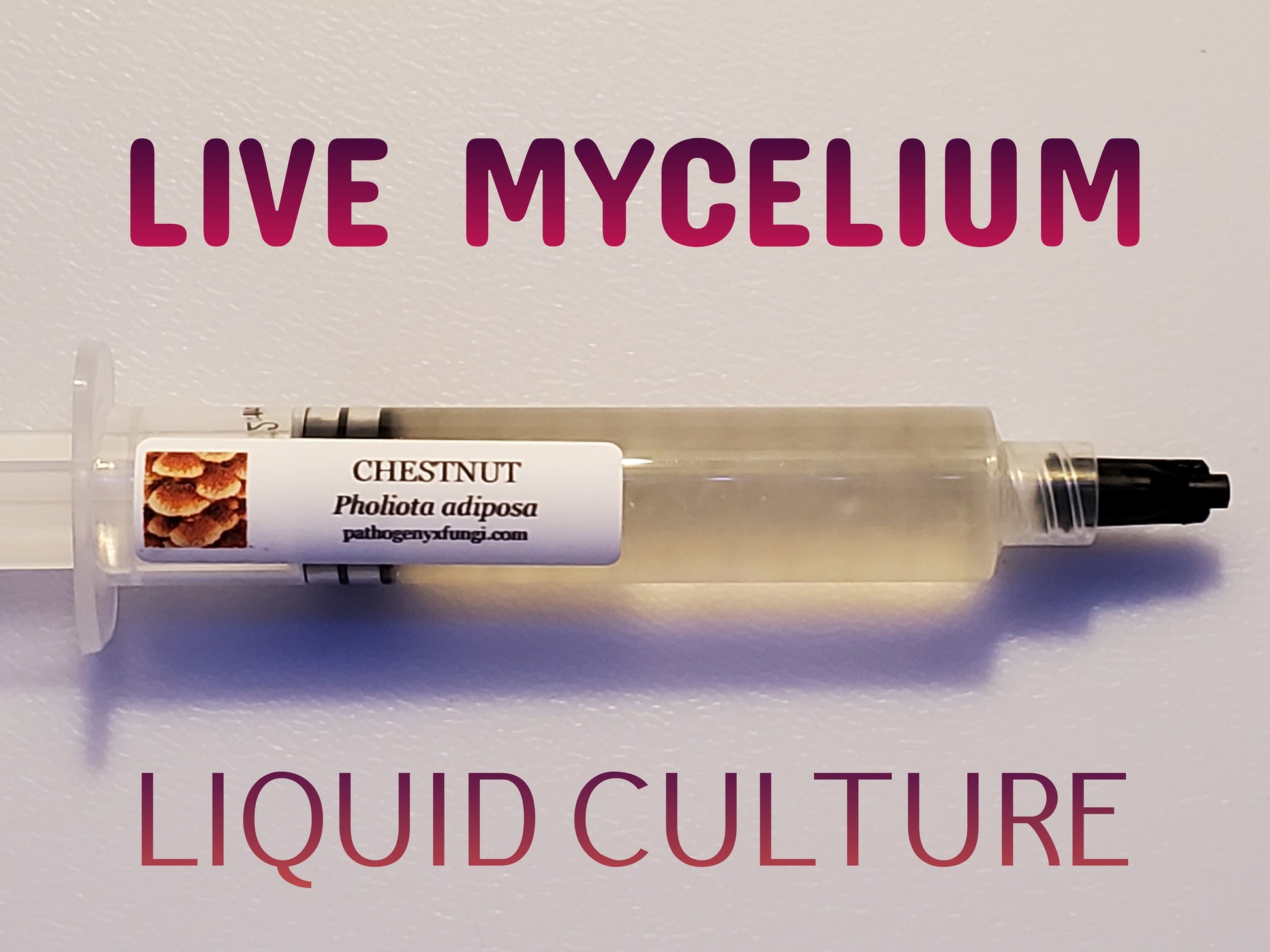 Mycelium sur grains de Chestnut Bio – La Mycosphère