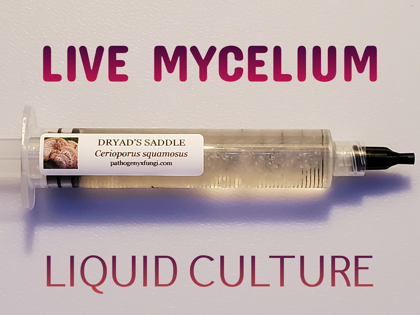 DRYAD SADDLE (Pheasant Back)  Mushroom, liquid culture syringe, Premium Mycelium™