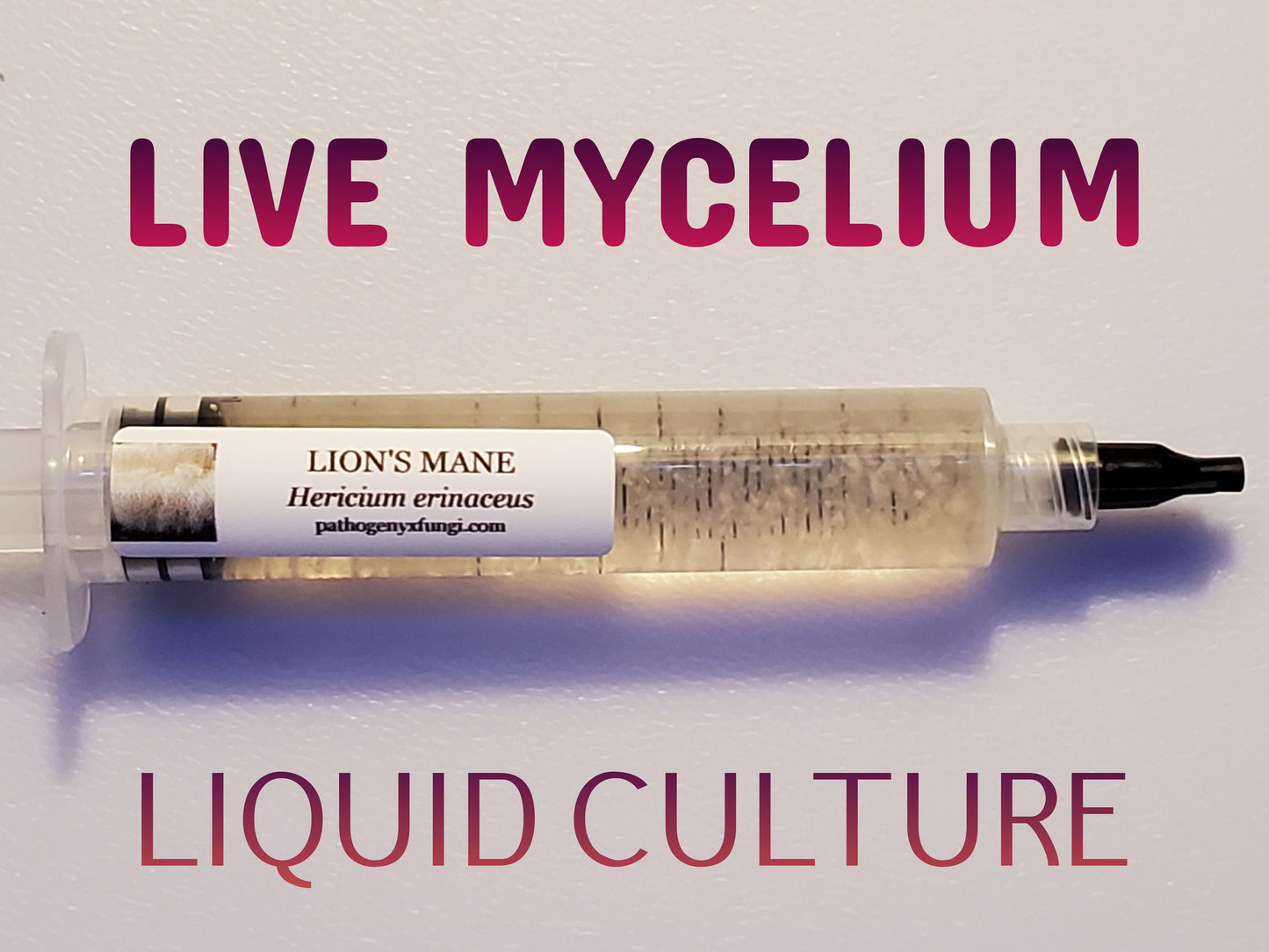 LION'S MANE Mushroom, liquid culture syringe, Premium Mycelium™