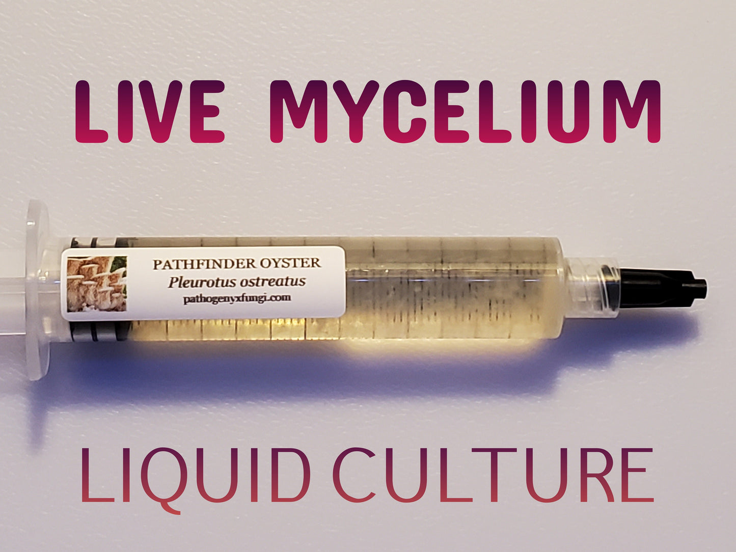 PATHFINDER OYSTER Mushroom, liquid culture syringe, Premium Mycelium™