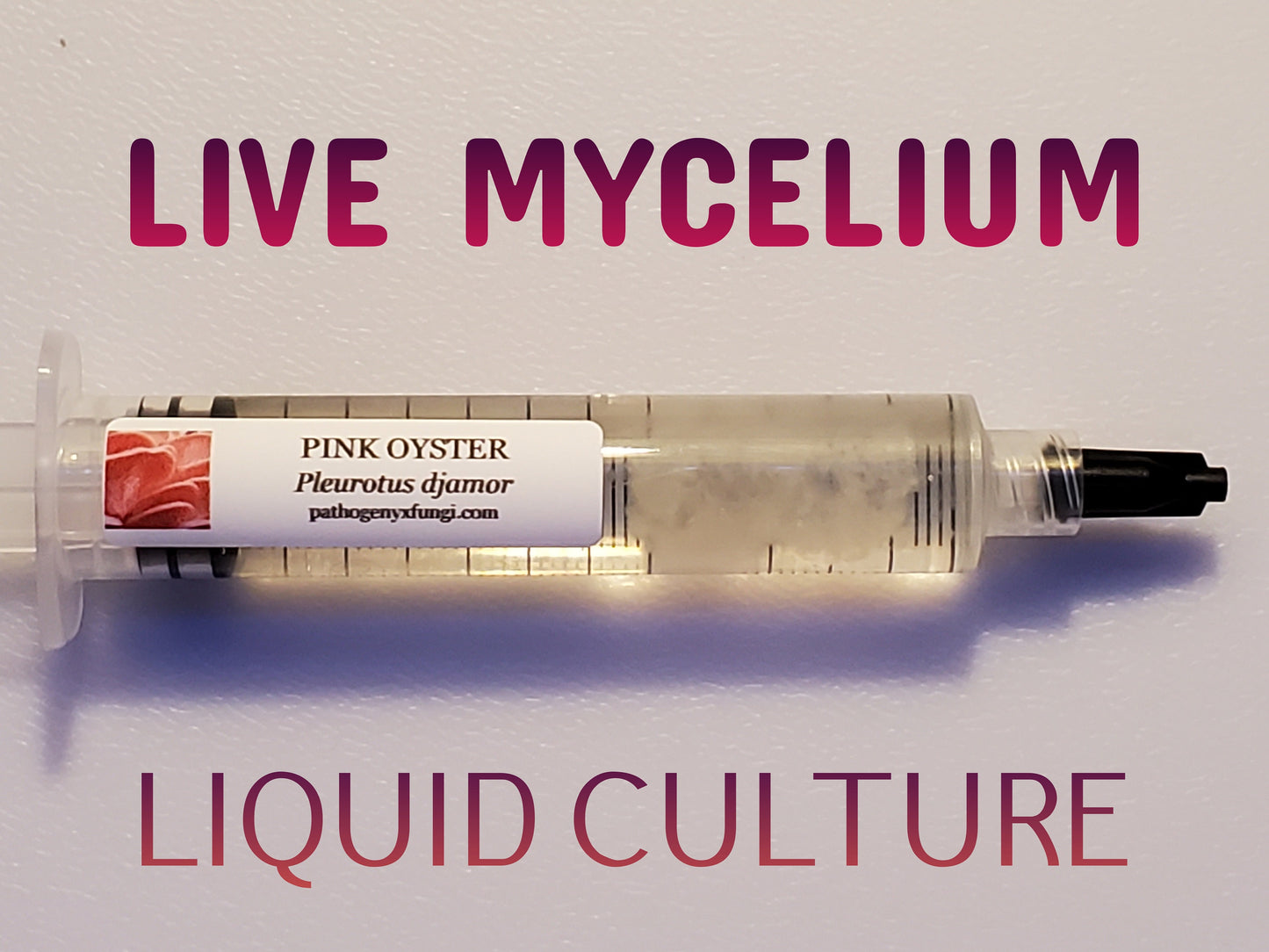 PINK OYSTER Mushroom, liquid culture syringe, Premium Mycelium™