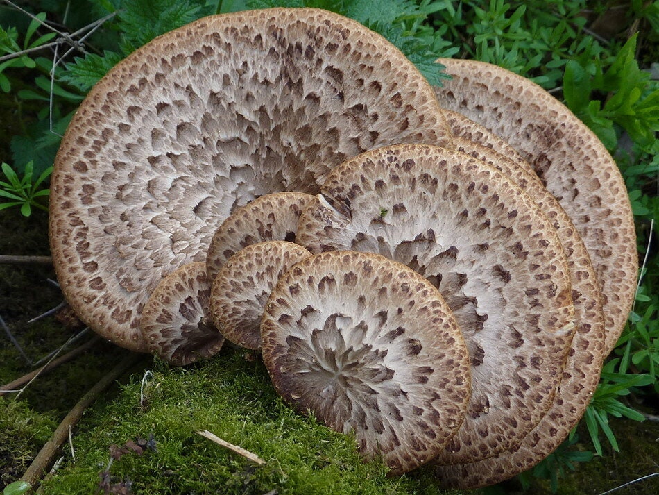 DRYAD SADDLE (Pheasant Back)  Mushroom, liquid culture syringe, Premium Mycelium™