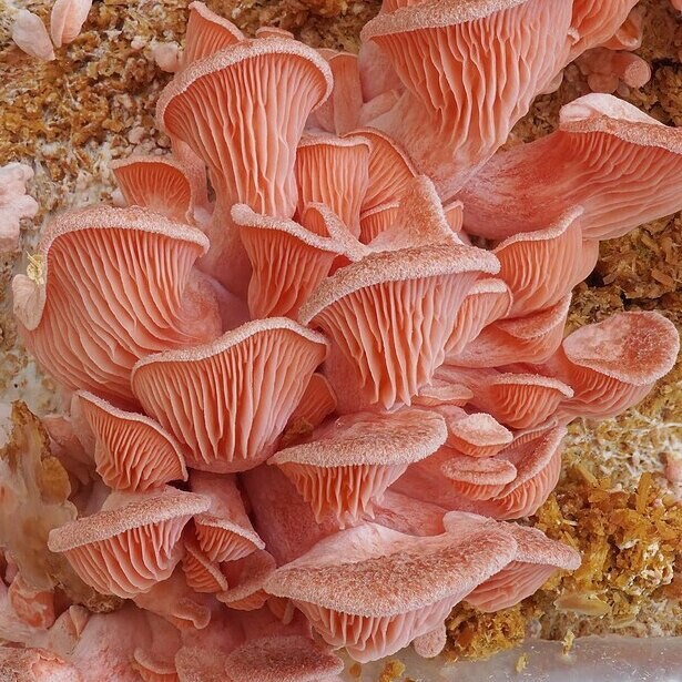 PINK OYSTER Mushroom, liquid culture syringe, Premium Mycelium™