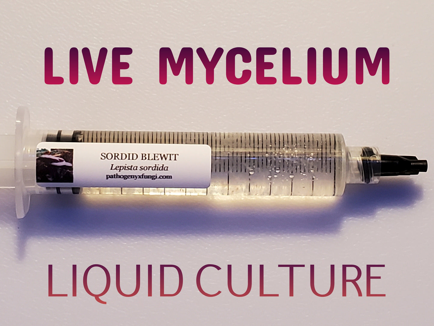 SORDID BLEWIT Mushroom, liquid culture syringe, Premium Mycelium™