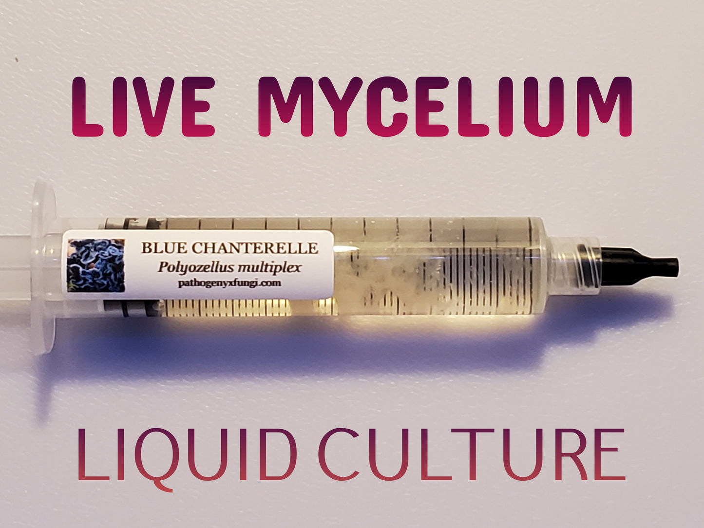 BLUE CHANTERELLE Mushroom, liquid culture syringe, Premium Mycelium™