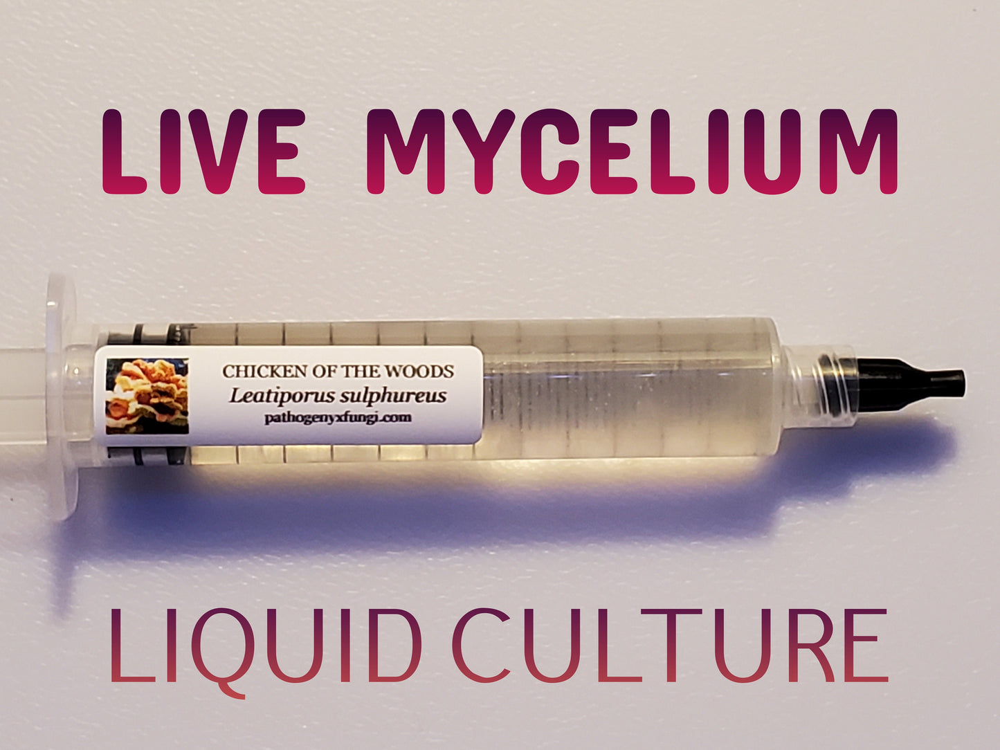 CHICKEN of the WOODS Mushroom, liquid culture syringe, Premium Mycelium™