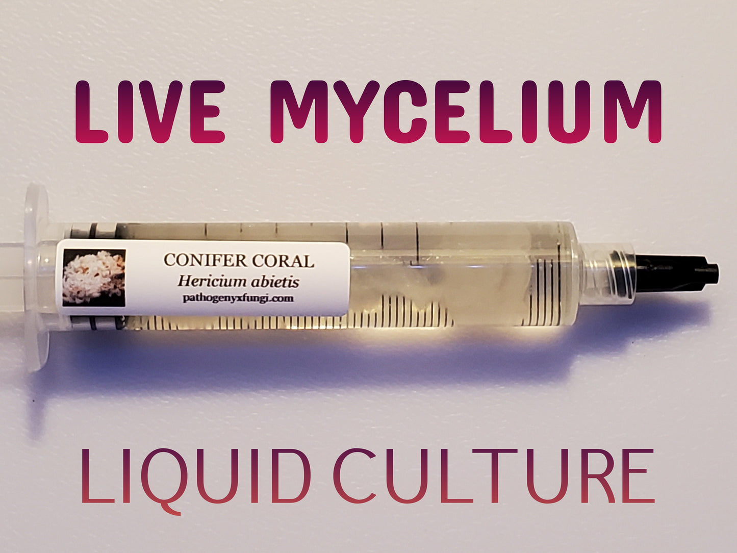 CONIFER CORAL Mushroom, liquid culture syringe, Premium Mycelium™