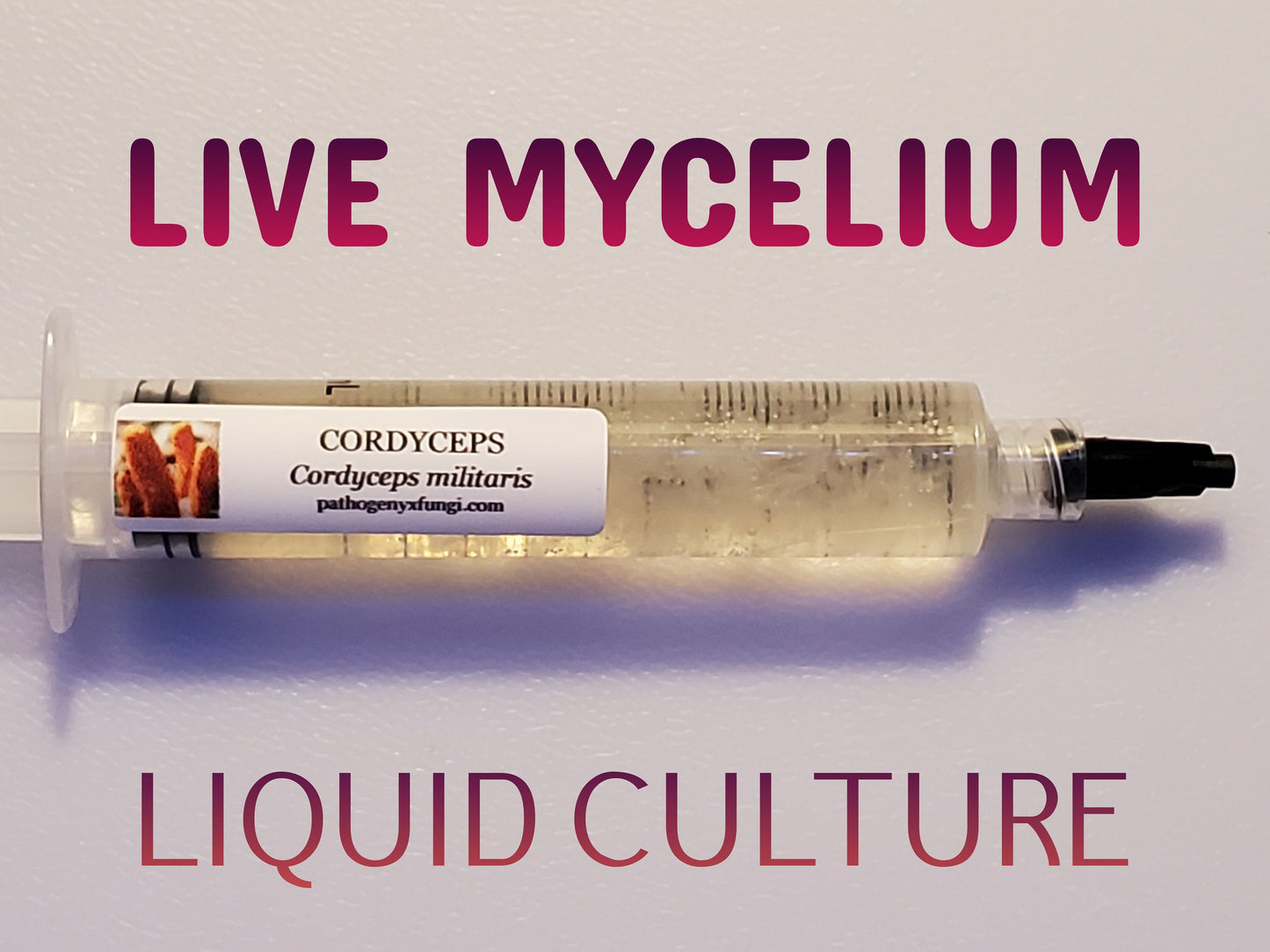 CORDYCEPS MILITARIS "Scarlet Caterpillar Club" Mushroom, liquid culture syringe, Premium Mycelium™