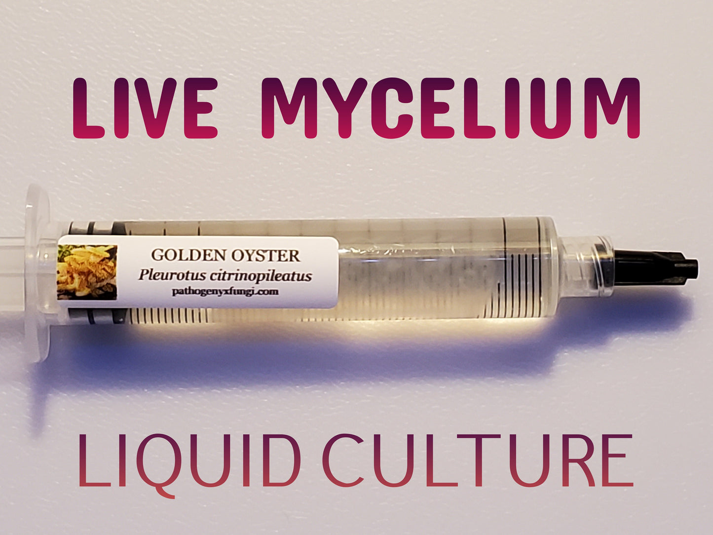 GOLDEN OYSTER Mushroom, liquid culture syringe, Premium Mycelium™