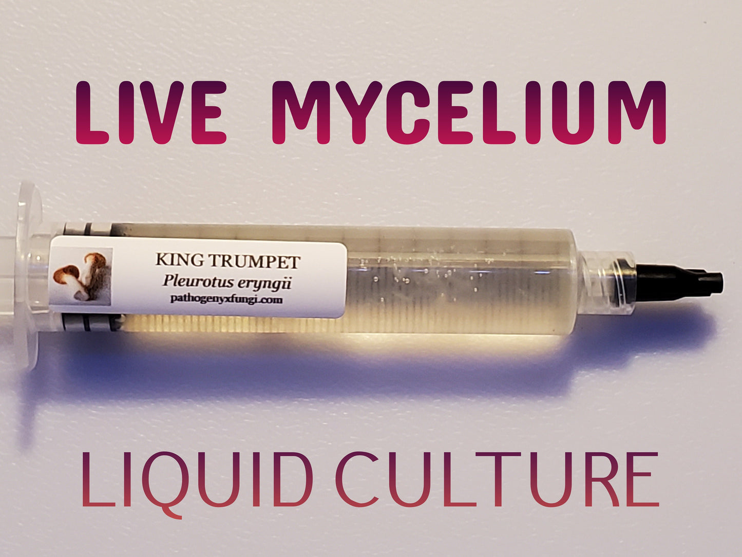 KING TRUMPET Mushroom, liquid culture syringe, Premium Mycelium™