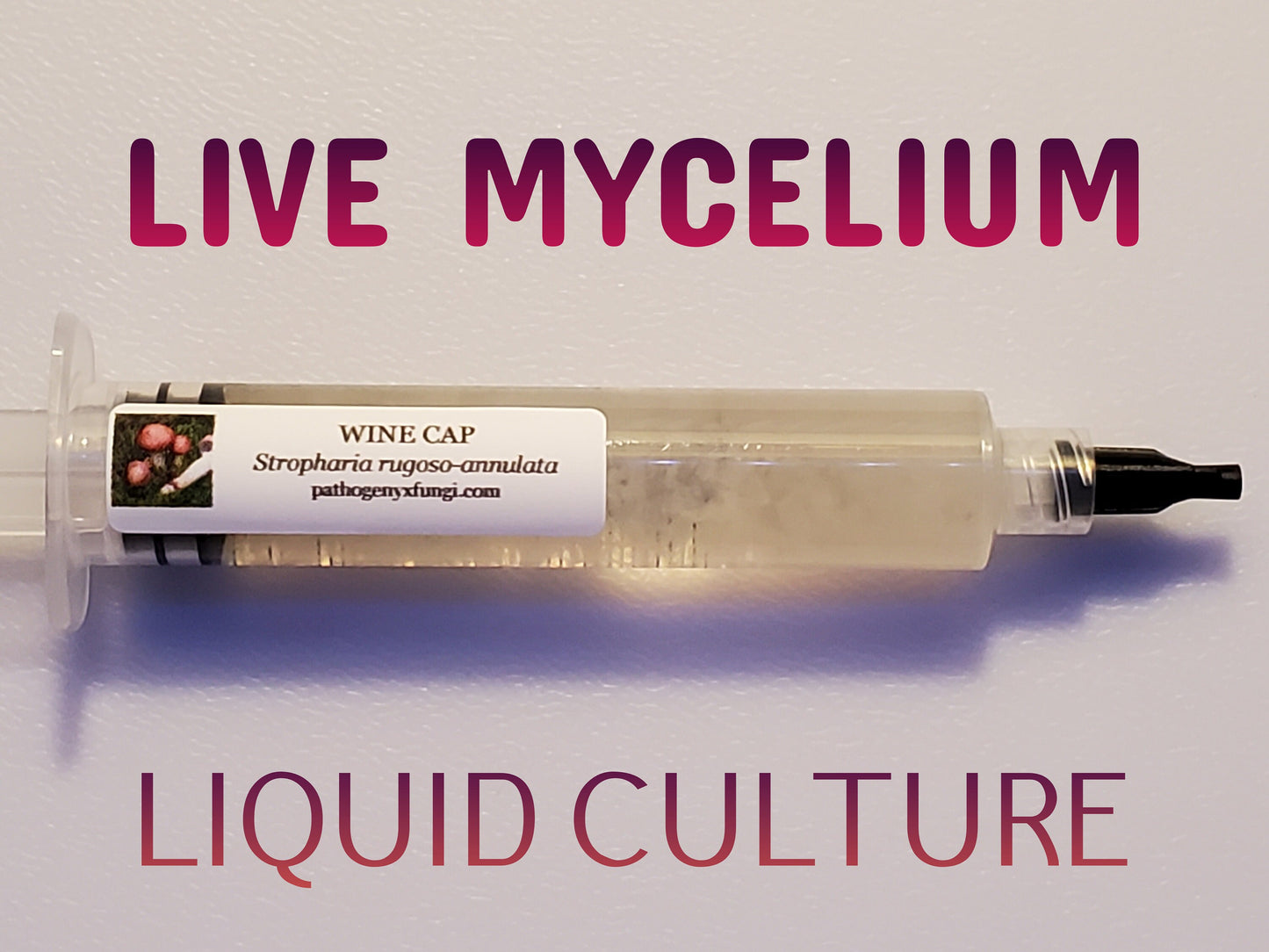 WINE CAP Mushroom, liquid culture syringe, Premium Mycelium™