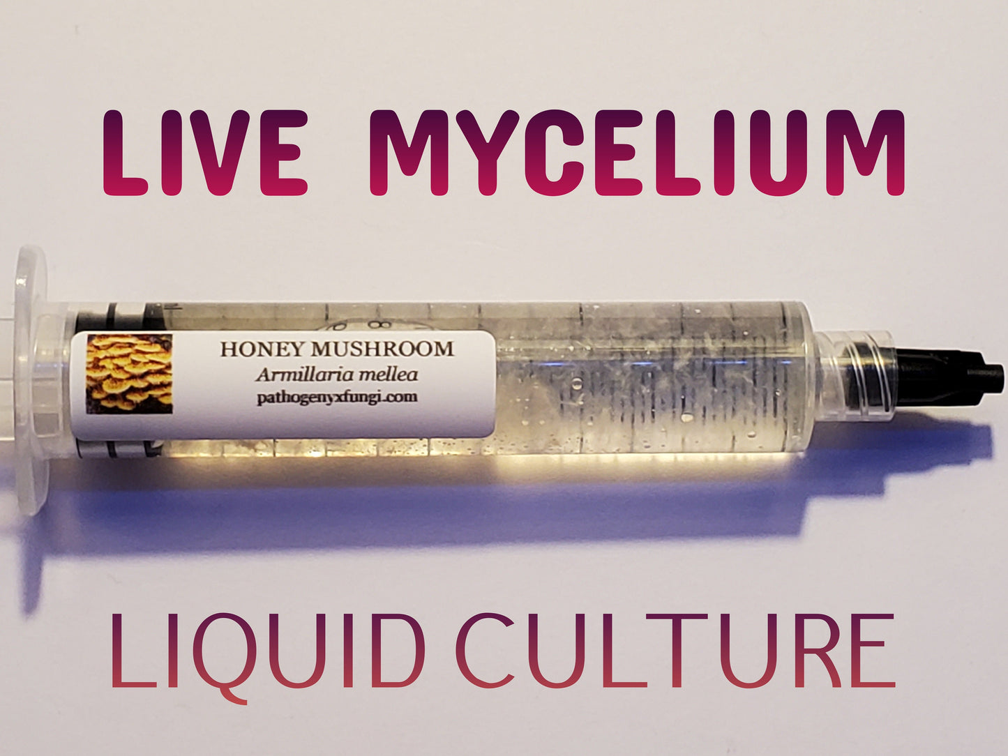 HONEY MUSHROOM, Mushroom, liquid culture syringe, Premium Mycelium™