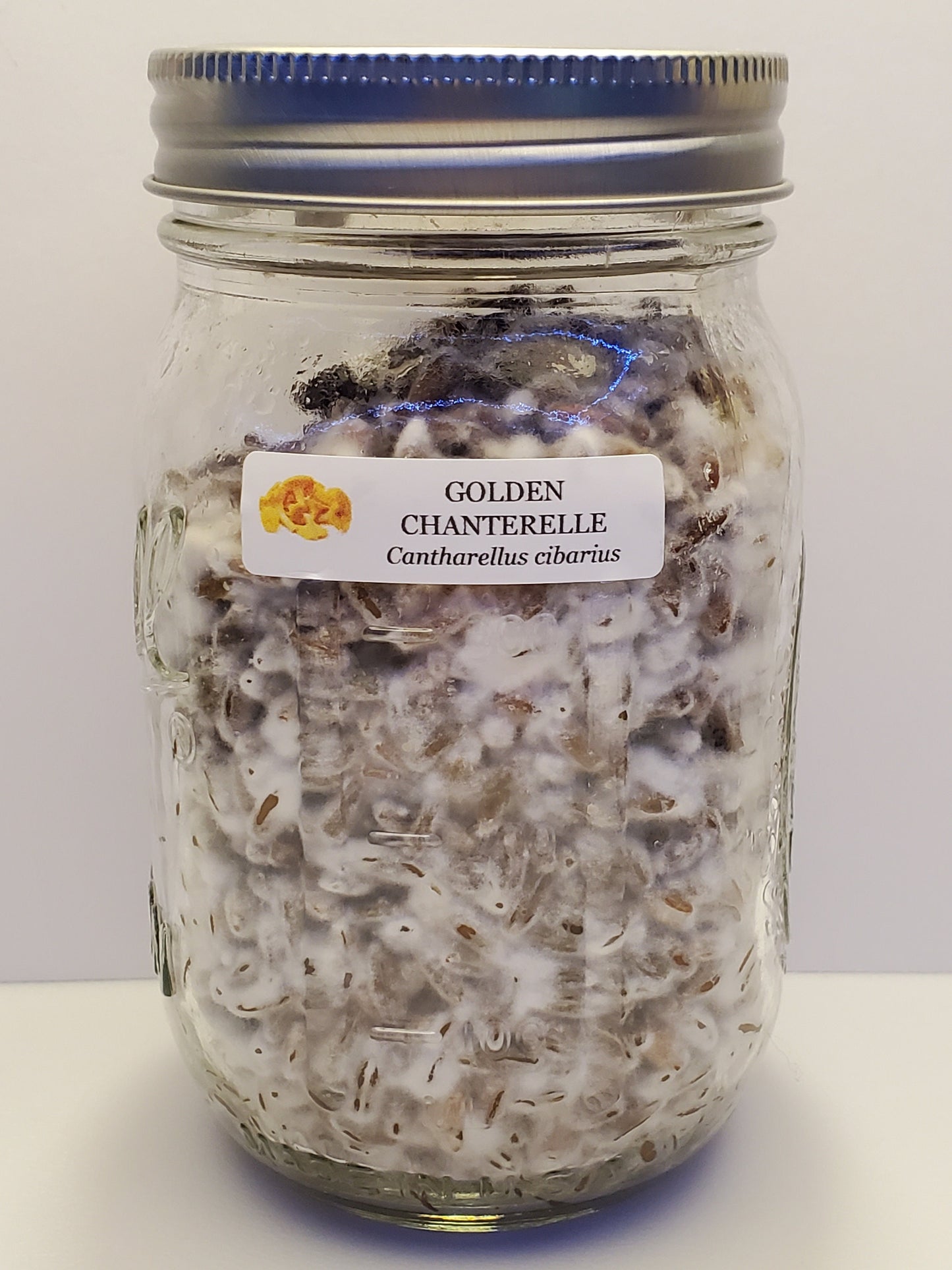GOLDEN CHANTERELLE (Es-3) Mushroom, liquid culture syringe, Premium Mycelium™